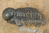 Bubble Nose Actinopeltis Trilobite - Rare Species #312786-1